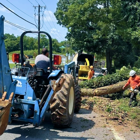 Commercial Tree Removal service icon