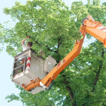 Commercial Tree Trimming service icon