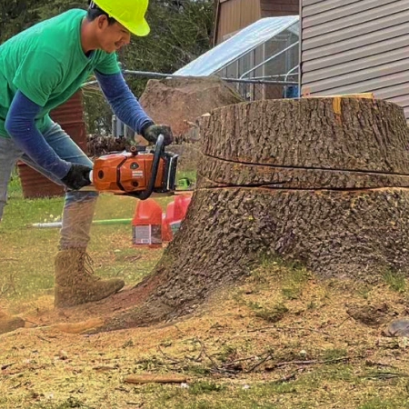Residential Tree Removal service icon
