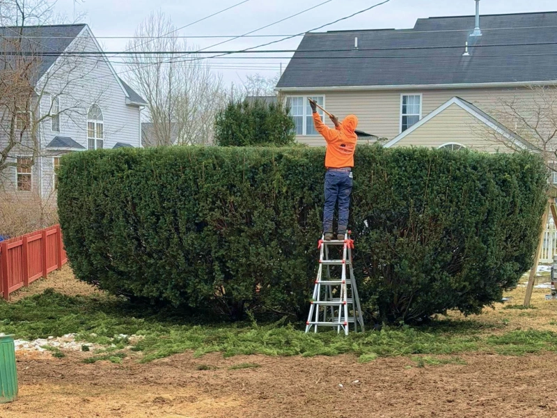 chambersburg pa tree services